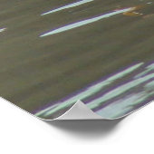 B15 White Pelican am Muddy River Poster (Ecke)