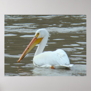 B15 White Pelican am Muddy River Poster