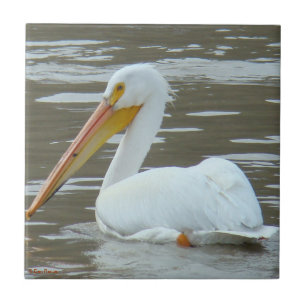 B15 White Pelican on Muddy Water Fliese