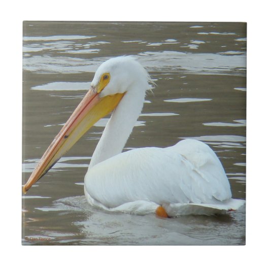 B15 White Pelican on Muddy Water Fliese (Vorderseite)