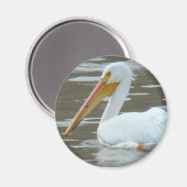 B15 White Pelican on Muddy Water Magnet (Vorderseite/Rückseite)