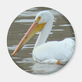 B15 White Pelican on Muddy Water Magnet