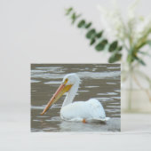 B15 White Pelican on Muddy Water Postkarte (Stehend Vorderseite)