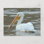 B15 White Pelican on Muddy Water Postkarte (Vorderseite)
