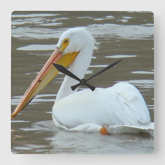 B15 White Pelican on Muddy Water Quadratische Wanduhr (Vorderseite)