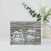 B16 Weiße Pelikane auf dem Muddy River Postkarte (Stehend Vorderseite)