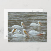 B16 Weiße Pelikane auf dem Muddy River Postkarte (Vorne/Hinten)