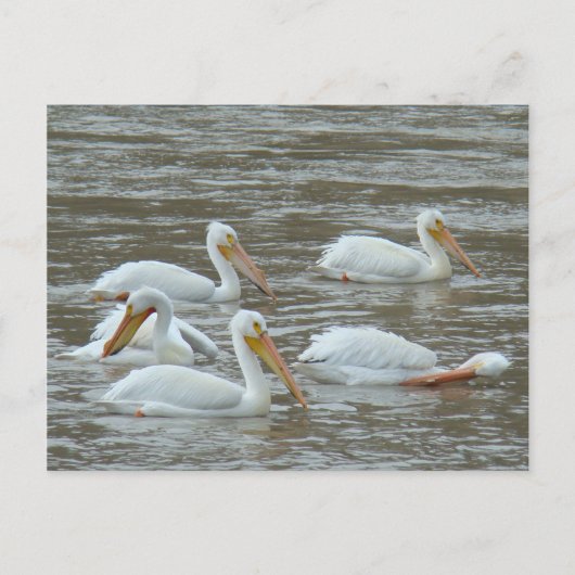 B16 Weiße Pelikane auf dem Muddy River Postkarte (Vorderseite)