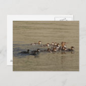 B17 Merganser Duck and Ducklings Postkarte (Vorne/Hinten)