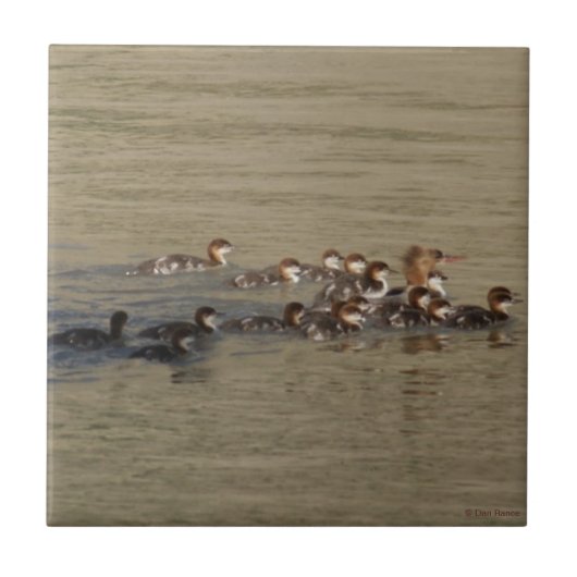 B17 Merganser Hen and Ducklings Fliese (Vorderseite)