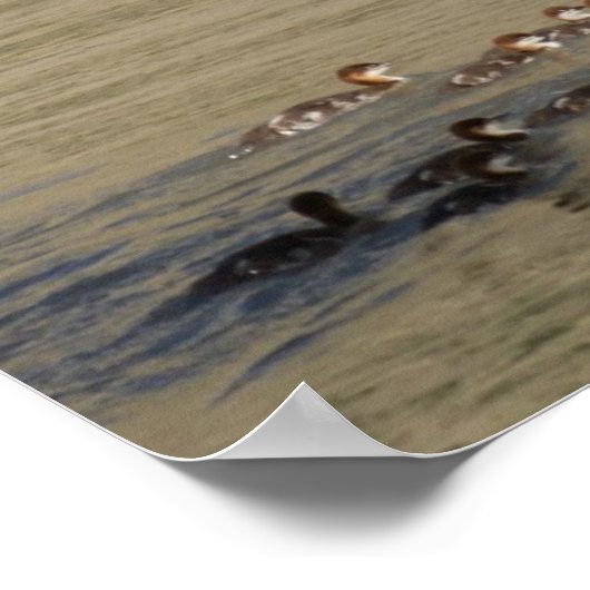B17 Merganser Hen and Ducklings Poster (Ecke)