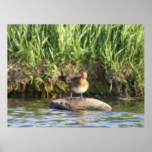 B18 Kleiner Singschwan Poster