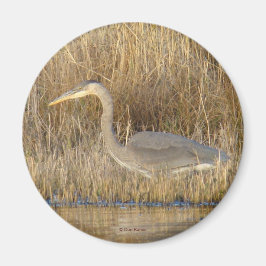 B19 Blue Heron Juvenile Magnet