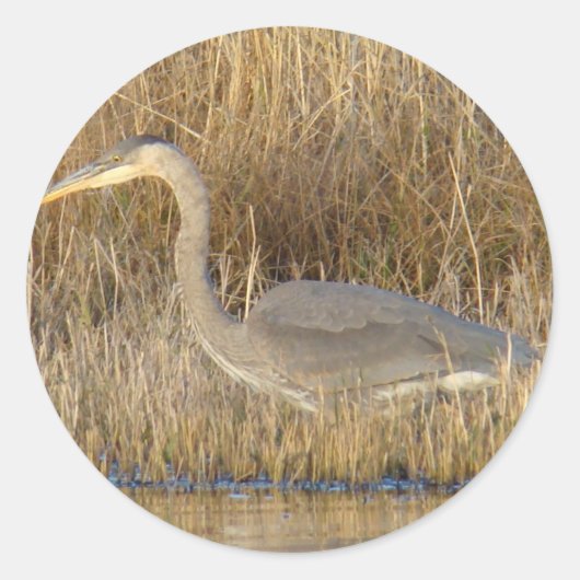 B19 Blue Heron Juvenile Runder Aufkleber (Vorderseite)