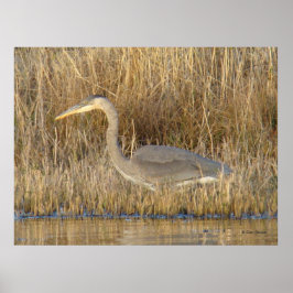 B19 Juvenile Great Blue Heron Poster