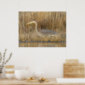 B19 Juvenile Great Blue Heron Poster (Küche)
