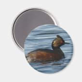 B1 Eared Grebe Magnet (Vorderseite/Rückseite)