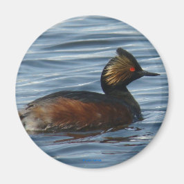 B1 Eared Grebe Magnet