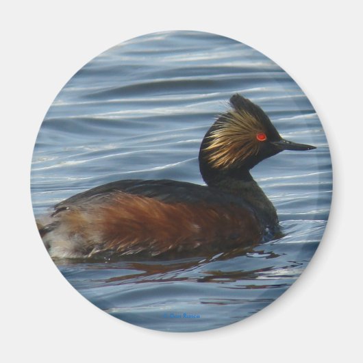 B1 Eared Grebe Magnet (Vorne)