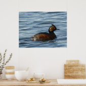 B1 Eared Grebe Poster (Küche)