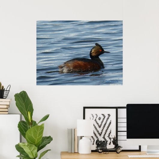 B1 Eared Grebe Poster (Heimbüro)