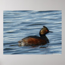B1 Eared Grebe