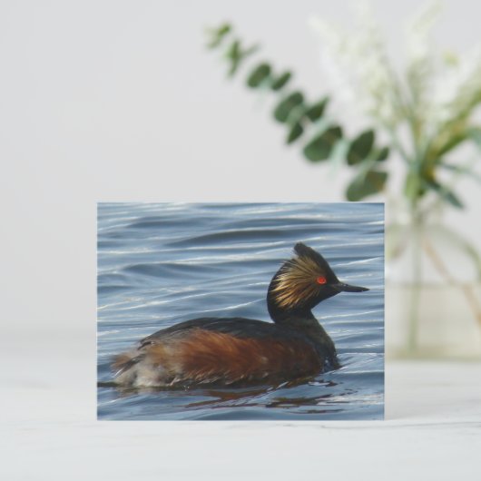 B1 Eared Grebe Postkarte (Stehend Vorderseite)