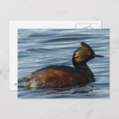B1 Eared Grebe Postkarte (Vorne/Hinten)