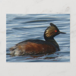 B1 Eared Grebe Postkarte