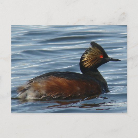 B1 Eared Grebe Postkarte (Vorderseite)