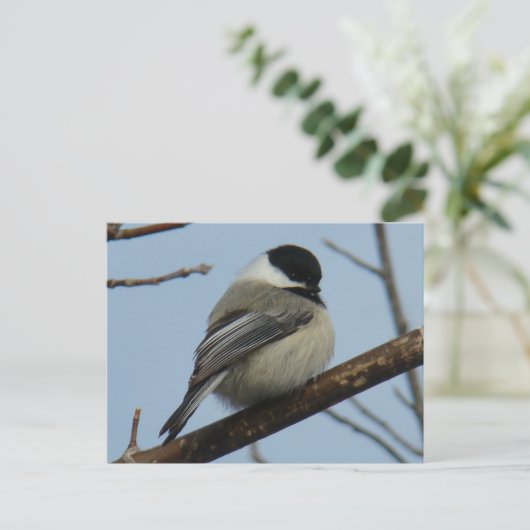 B21 Black Capped Chickadee Postkarte (Stehend Vorderseite)