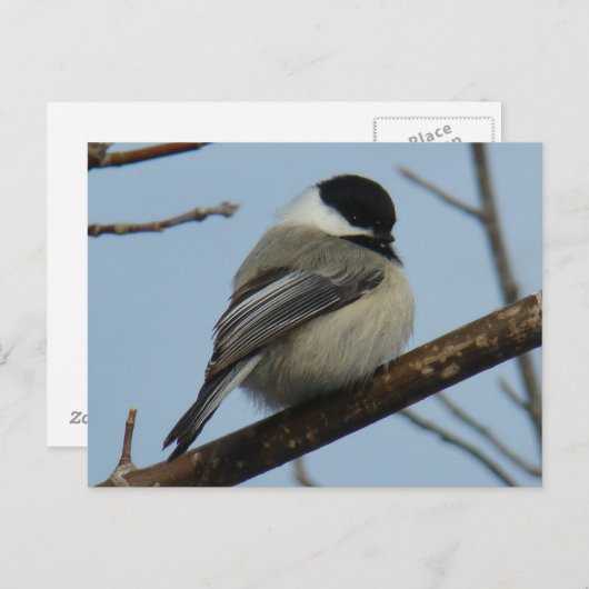 B21 Black Capped Chickadee Postkarte (Vorne/Hinten)