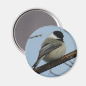 B21 Schwarze Chickade Magnet (Vorderseite/Rückseite)