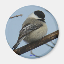 B21 Schwarze Chickade Magnet