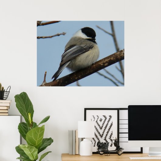 B21 Schwarze Chickade Poster (Heimbüro)