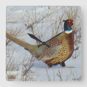 B22 Ringhalsblume im Schnee Quadratische Wanduhr