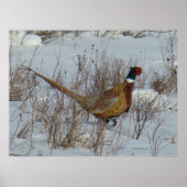 B23 Ringe-Necked Pheasant Poster (Vorne)