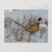 B23 Ringhalsblume im Schnee Postkarte (Vorderseite)