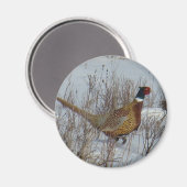 B23 Ringhalsblume Magnet (Vorderseite/Rückseite)