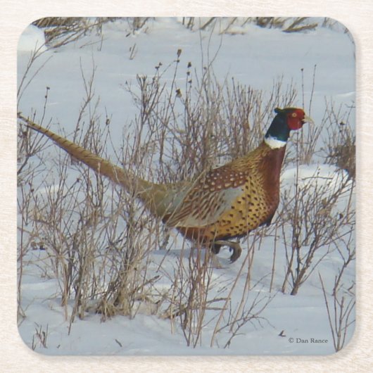 B23 Ringhalsblume Rechteckiger Pappuntersetzer (Vorderseite)