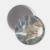 B24 Gemeiner Sparrow Magnet (Vorderseite/Rückseite)