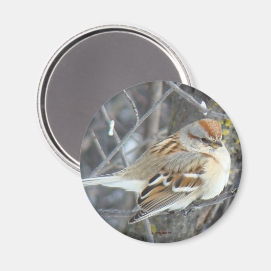 B24 Gemeiner Sparrow Magnet (Vorderseite/Rückseite)