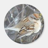 B24 Gemeiner Sparrow Magnet (Vorne)