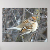 B24 Gemeiner Sparrow Poster (Vorne)