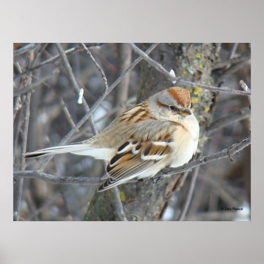 B24 Gemeiner Sparrow Poster (Vorne)