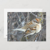 B24 Gemeiner Sparrow Postkarte (Vorne/Hinten)