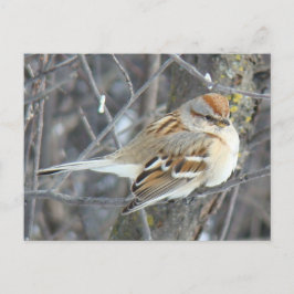 B24 Gemeiner Sparrow Postkarte