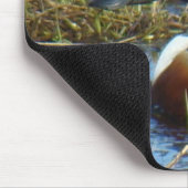 B25 Northern Shoveler Drake Mousepad (Ecke)
