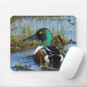 B25 Northern Shoveler Drake Mousepad (Mit Mouse)