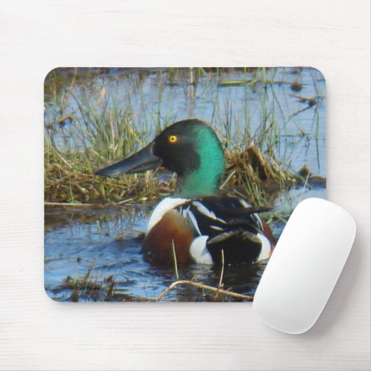 B25 Northern Shoveler Drake Mousepad (Mit Mouse)